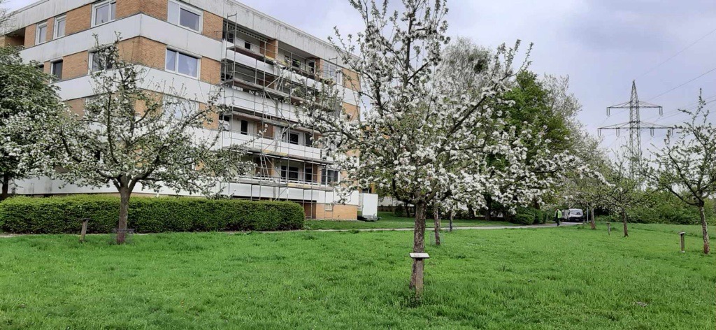 Bild von der Streuobstwiese